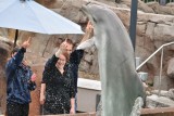 Dolphin encounter, Sea world