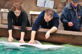 Dolphin encounter, Sea world