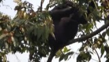 Gorilla tracking Uganda