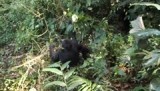 Gorilla tracking Uganda