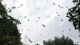 Vleermuizen in Kibuye