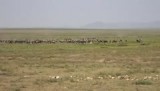 Migratie Wildebeast