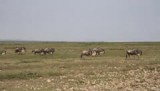 Migratie Wildebeast