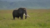 Olifant