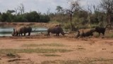 Neushoorns
