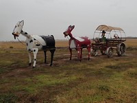 Tin Horse Highway
