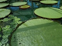 Botanische tuin,  Adelaide