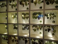Wijn museum, Adelaide