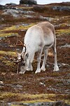 DSC_0491 (2)