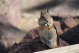 Chipmunk met noot