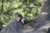 Chipmunk Met brood