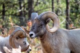 Bighorn Sheep