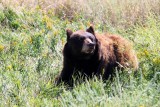 Chagrijnig bruin beertje