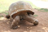 Big Turtle