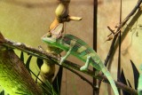 Lizard