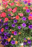 Opvallend mooie hanging baskets