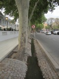 weinig water, toch groen. Bomen in de goot