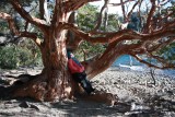Bariloche, mirtle bomen