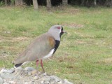 El Bolson, vreemde vogel