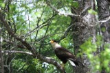 vreemde vogel 2