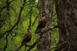 vreemde vogels 3