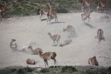 guanaco's met lentekriebels