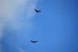 condors, genietend van de wind