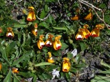 lady slippers, zij overleefden de brand