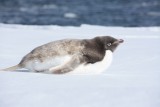 albino adelie pinguin