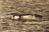 Walvis, net voor diepe duik