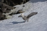 "giant petrel"