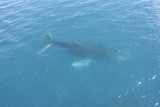 walvis naast de boot