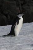 "Chinstrap" pinguin, met kenmerkend bandje