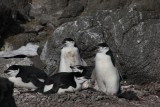 Chinstrap pinguins op nest