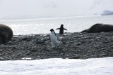 Adelie pinguins