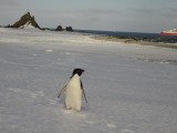 Adelie pinguin