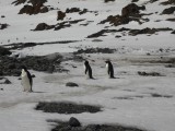 Adelie pinguins