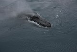 kop van walvis, naast de boot