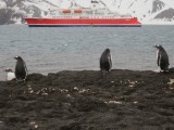 gentoo pinguins vragen zich af: zijn dit blijvers?