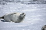 "crabeater" zeehond