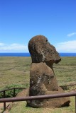 de enige knielende moai