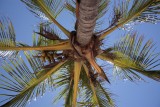 onder de palmboom