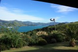 kiwivlag