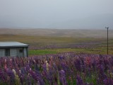 de lupines geven kleur
