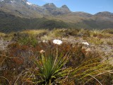 alpine vegetatie