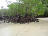 strand met mangrove