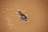 de platypus ofwel vogelbekdier