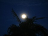 volle maan, vleermuizen. Knoflook nodig?