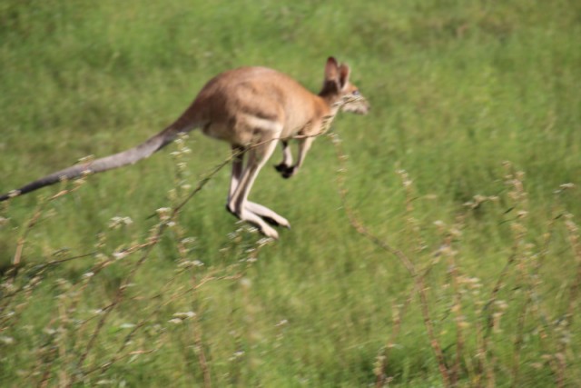 Skippy