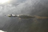 zoutwater krokodil, een van de gevaarlijkste dieren ter wereld
